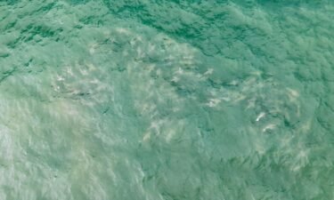 A school of approximately 50 sharks was captured by a drone Tuesday morning near Robert Moses State Park in Long Island.