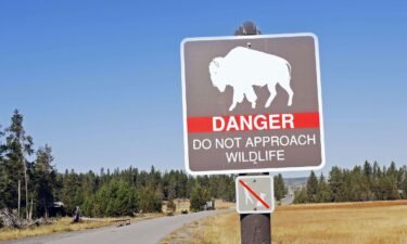 A warning sign featuring bison is shown in Yellowstone National Park in Wyoming. A bison gored a 47-year-old Arizona woman in Yellowstone National Park