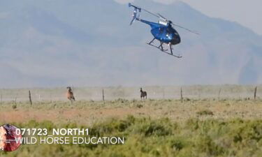 Wild Horse Education