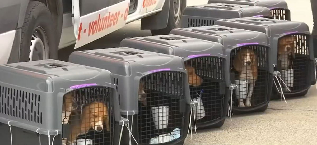 <i></i><br/>An historic dog rescue operation with ties to Oregon is celebrating one year since the mission that saved thousands of beagles from a mass animal-testing facility.