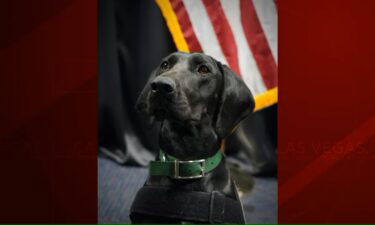 TSA dog who works at Las Vegas airport wins ‘Cutest Canine’ contest.