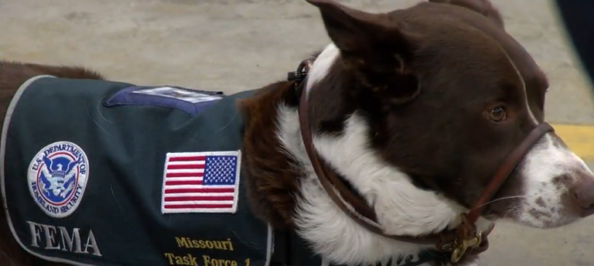 Missouri Task Force One Dog