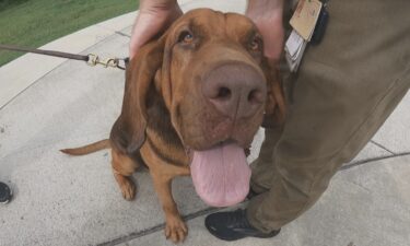 Meet Hoss. Being a two-year-old bloodhound means the occasional towel needed for slobber