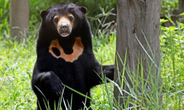 A sun bear inside at the Vietnam bear rescue centre