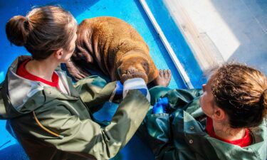 A rare walrus calf was rescued after it was found wandering alone in Alaska and is currently under 24/7 cuddle care.