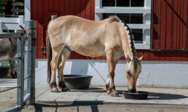 Nelson is Milwaukee County Zoo's first Norwegian Fjord horse. Like Nelson