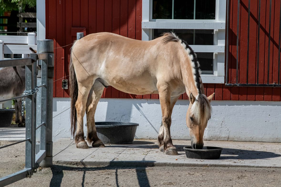 <i></i><br/>Nelson is Milwaukee County Zoo's first Norwegian Fjord horse. Like Nelson