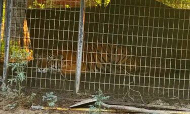 A tiger was found on an Oak Cliff property on August 25.