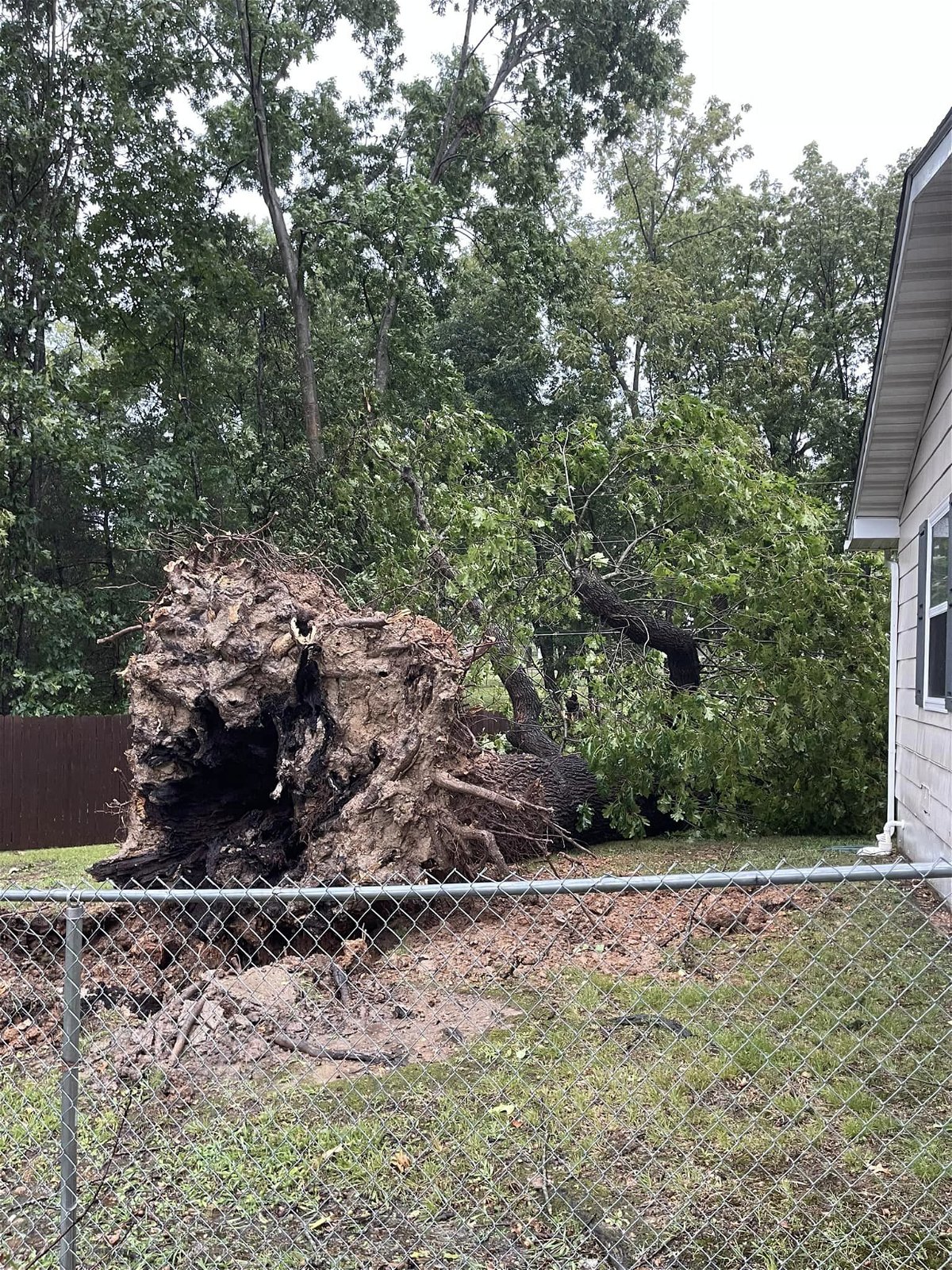 Storms knocked down a tree in Doolittle on Monday, Sept. 4.