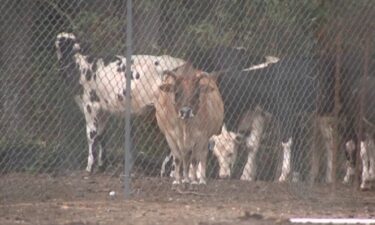 Wake County Animal Control officers discovered over 200 animals – some dead and many emaciated and starving – at a home near Garner on Friday.