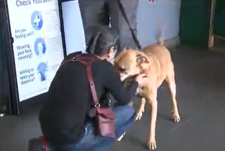 <i></i><br/>A stolen Rhodesian Ridgeback pit bull mix dog was found and reunited with its owner