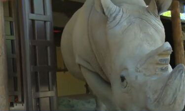 The Sacramento Zoo welcomed a 28-year-old southern white rhinoceros on Tuesday. Zoo officials said the rhino