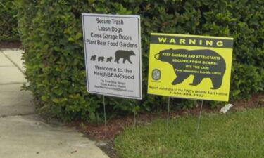 A bear was spotted over the weekend on the streets of a subdivision in Seminole County