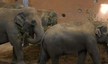 The Cincinnati Zoo announces the arrival of 4 new elephants from the Dublin Zoo.