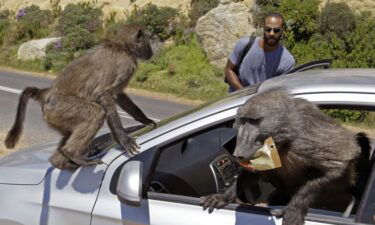 Baboons raid a tourist's car on the outskirts of Cape Town.