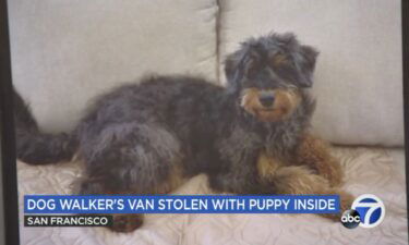 A Bernedoodle puppy stolen along with a pet walking van in San Francisco's Nob Hill neighborhood has been found safe