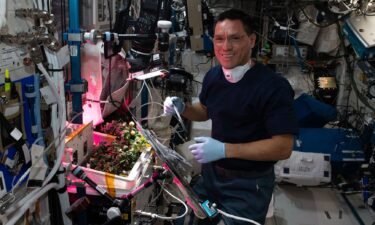 NASA astronaut Frank Rubio checks tomato plants inside the International Space Station in October 2022. The tomatoes were grown without soil using hydroponic techniques to demonstrate space agricultural methods.