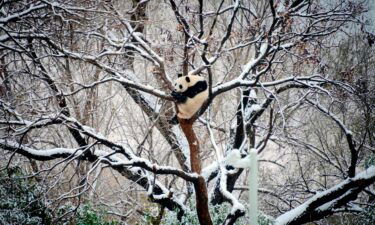 A giant panda rests on a tree at a zoo after a snow fall in Beijing.