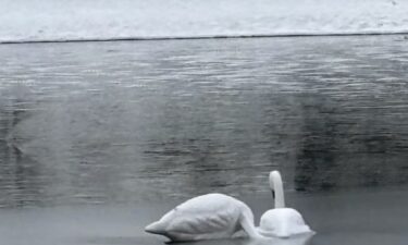 Two decoy swans in a Wallingford pond have been confused as dead birds.