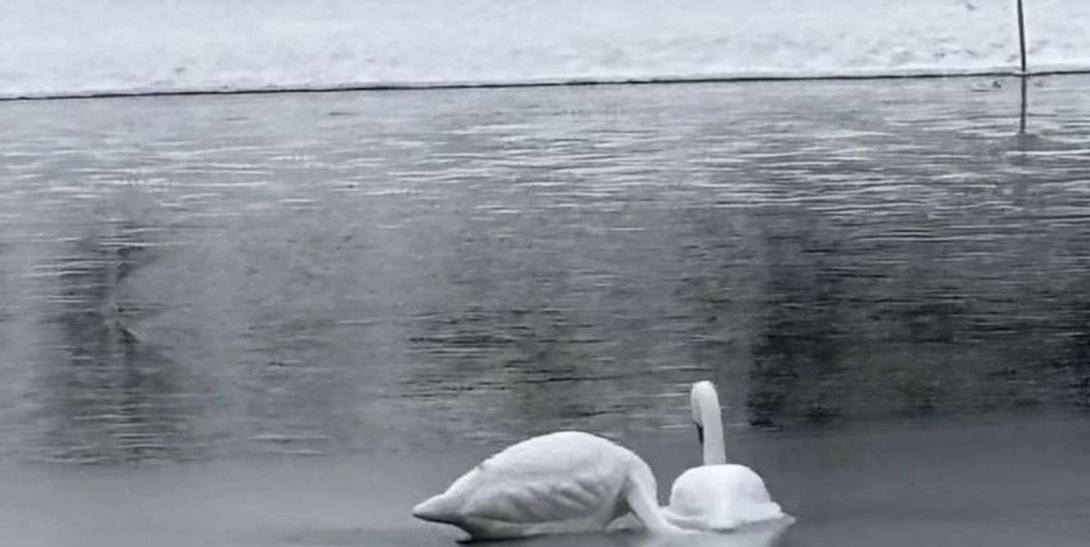 <i></i><br/>Two decoy swans in a Wallingford pond have been confused as dead birds.