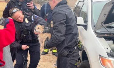 Firefighters in Aurora rescued a dog stuck under a car hood on Thursday morning. Crews from Aurora Station 6 rushed to the vehicle where the little guy was stuck.