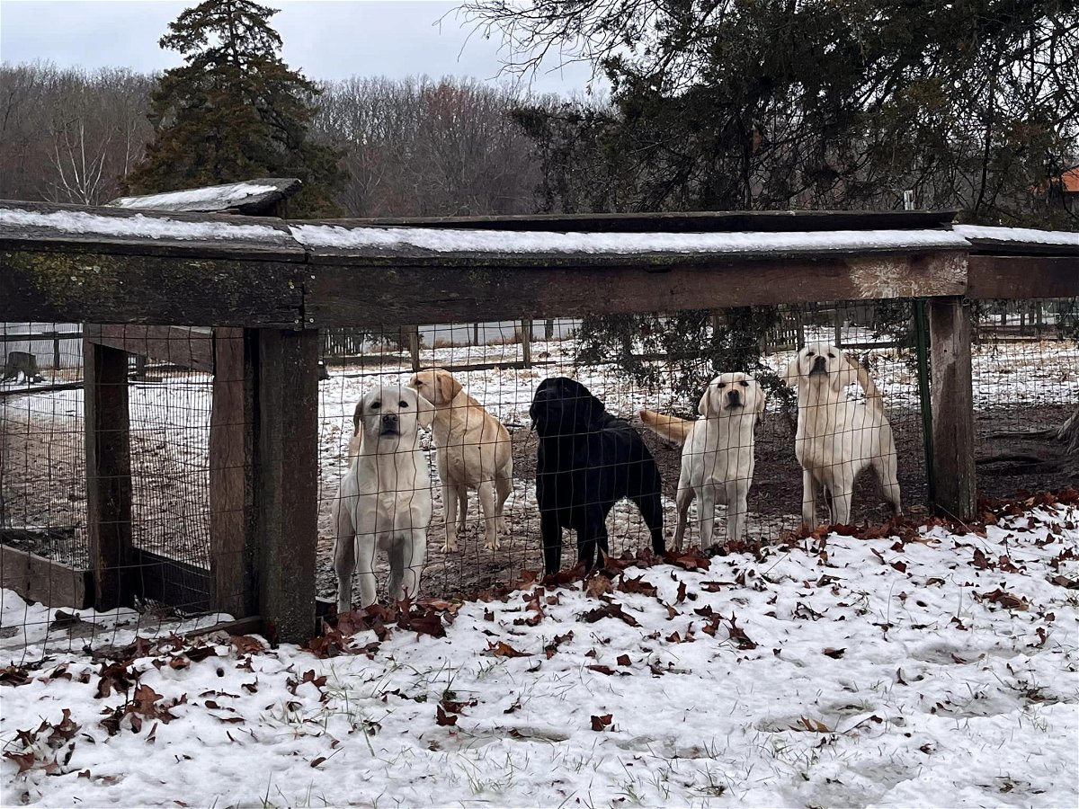 The Humane Society of Missouri on Tuesday removed nearly 100 dogs from an unlicensed breeder in Phelps County.