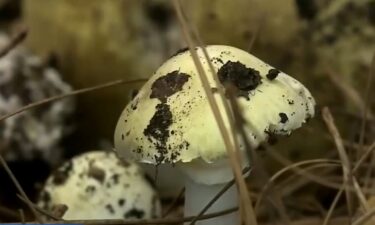 Deadly wild mushrooms have began sprouting in parts of the Bay Area.