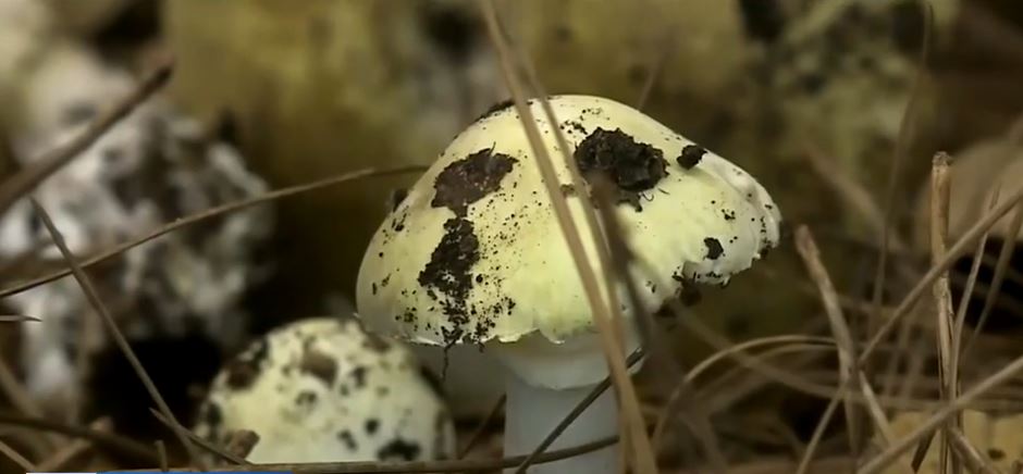 <i></i><br/>Deadly wild mushrooms have began sprouting in parts of the Bay Area.