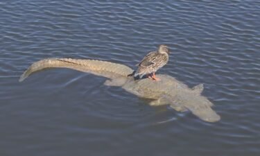 Fake alligators are helping animals at a Mesa lake but some people have called 911