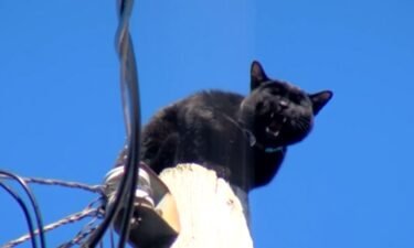The people here in Riverwest rallied together to save a little black cat that was calling out for help.
