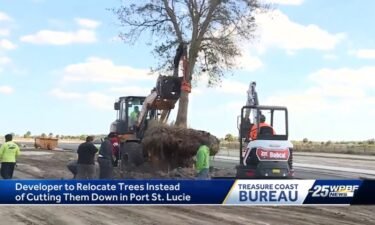 A local developer is relocating rather than destroying some of the oak trees on his property to make room for a new development.