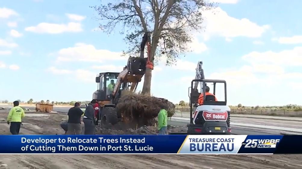 <i>WPBF</i><br/>A local developer is relocating rather than destroying some of the oak trees on his property to make room for a new development.