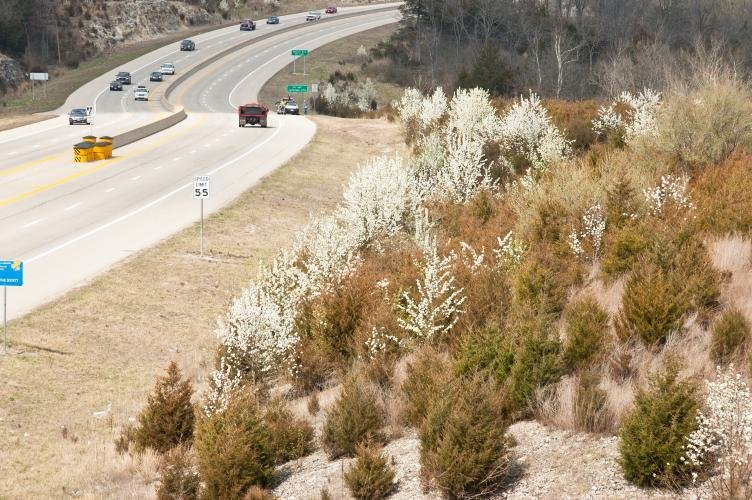 White flowering Callery pears are seen along a highway in Jefferson City.