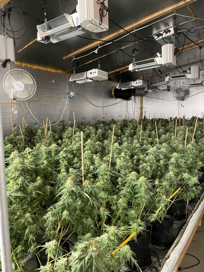 Police Bust Illegal Cannabis Grow Site In Maine, Seizing Over 4,700 ...