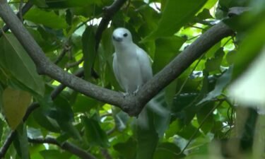 There are alarming statistics for Hawaii's native forest bird species: nearly half of them are now extinct.