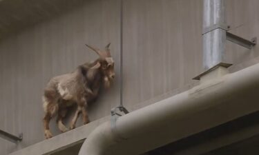 A goat rescued from a ledge below a 63rd Street bridge in Kansas City