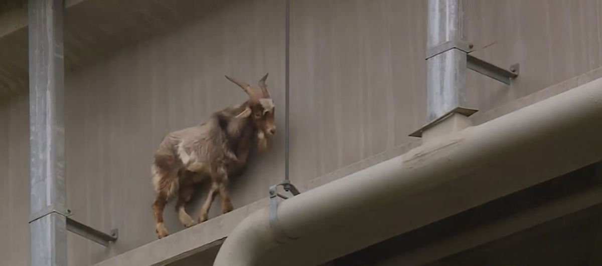 <i>KMBC via CNN Newsource</i><br/>A goat rescued from a ledge below a 63rd Street bridge in Kansas City