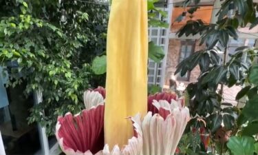 A rare record-setting corpse flower blooms in Michigan.