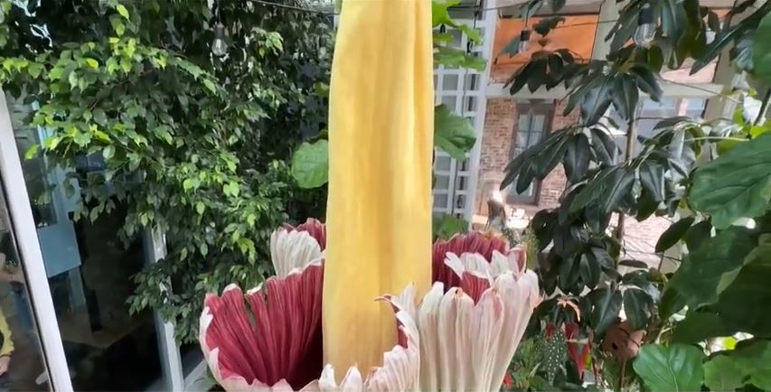 <i>WWJ via CNN Newsource</i><br/>A rare record-setting corpse flower blooms in Michigan.