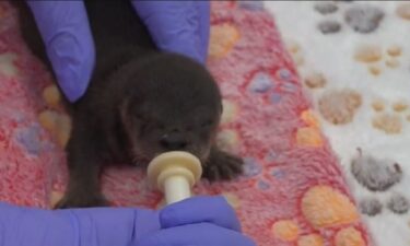 A soon-to-be mom's instincts kicked in when she saw a baby animal in the middle of a busy Sacramento road. She heard its cries and knew she had to do something.