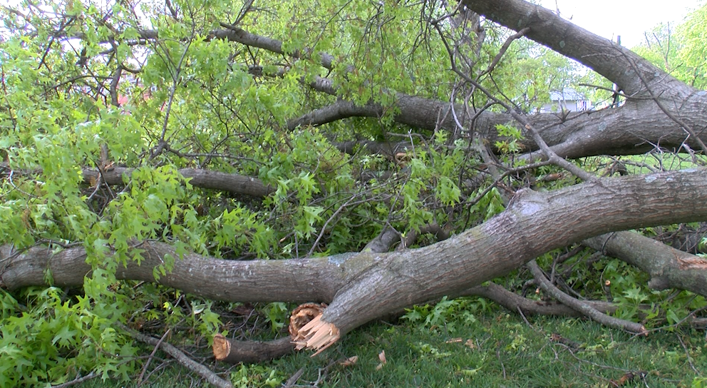 A tree was seen blown over in a Sedalia park on Friday. Damage occurred from Thursday evening storms. More storms are expected to enter the area over the weekend. The city announced that debris pickup would occur over the next two or three weeks.