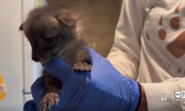 A case of mistaken identity now has two grey fox kits residing at the Southwest Wildlife Conservation Center until they are old enough to be released back into the wild.