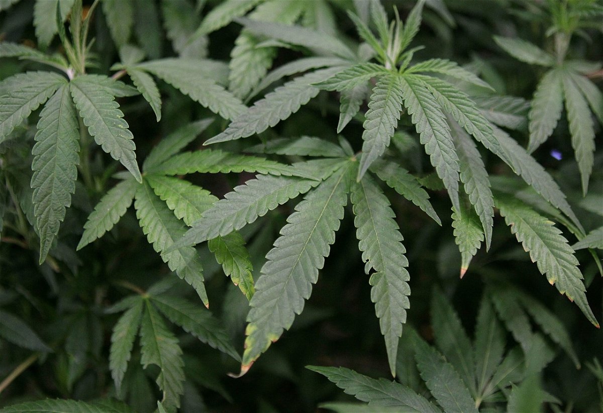 The Biden administration will move to reclassify marijuana as a lower-risk substance.