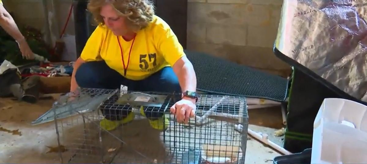 <i>KCCI via CNN Newsource</i><br/>Central Iowa AHeinz57 Pet Rescue and an Adair County veterinary office are healing and reuniting animals lost during an EF-4 tornado that devastated the city on May 21.