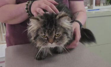 Nelly is a sweet kitty with a grumpy face and a sad tale.