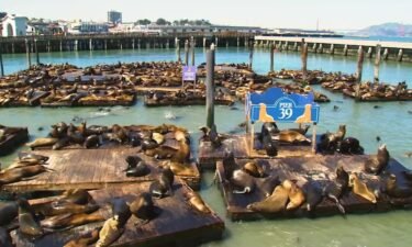 Pier 39 is getting a lot of attention right now. It's seeing the largest number of sea lions gathered in about 15 years.