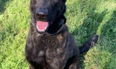 An investigation is underway after a retired Liberty County K-9 was brought to an animal shelter. According to the Liberty County Sheriff's Office