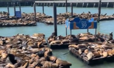 Pier 39 in San Francisco is seeing more sea lions on its docks than it has in the last 15 years.