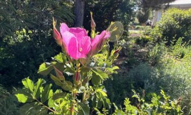 The Amache Rose has bloomed at the Denver Botanic Gardens