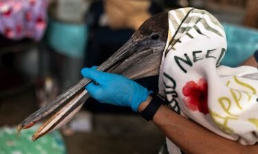 Volunteer Jason Foo holds a rescued pelican by its beak while treating the bird at the Wetlands and Wildlife Care Center in Huntington Beach